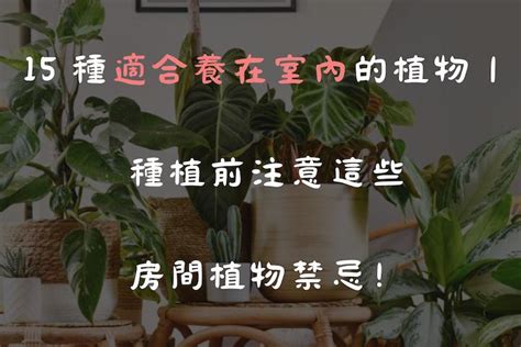 臥室植栽|15 種適合養在室內的植物｜種植前注意這些房間植物 